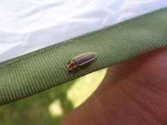 Pyractomena angulata