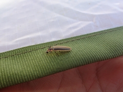 Pyractomena angulata