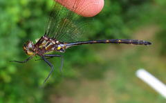 Somatochlora linearis