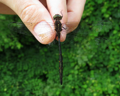 Somatochlora linearis