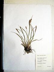 Carex laevissima
