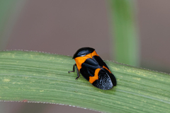 Cosmoscarta abdominalis