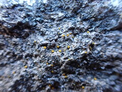 Caloplaca litoricola