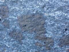 Caloplaca litoricola