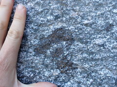 Caloplaca litoricola