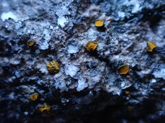 Caloplaca litoricola