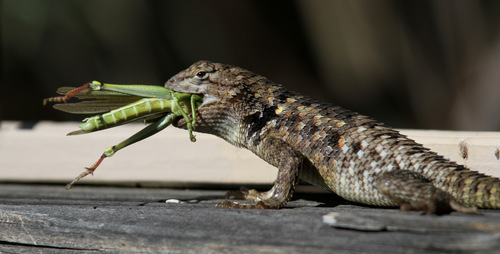 Twin-spotted Spiny Lizard