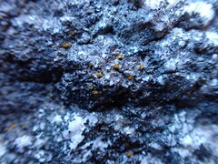 Caloplaca litoricola