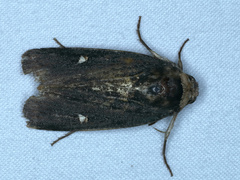 Proteuxoa cinereicollis