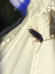 Dicrepidius corvinus