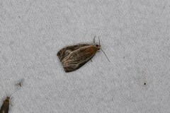 Olethreutes quadrifidum