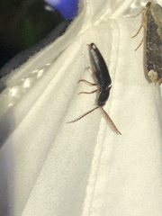 Dicrepidius corvinus