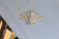 Ourapteryx picticaudata