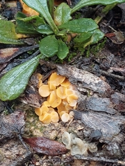 Phaeohelotium baileyanum