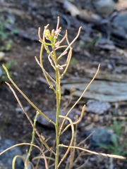 Yosemitea repanda