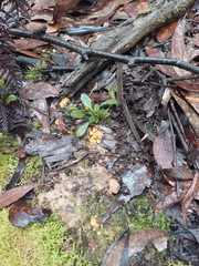 Phaeohelotium baileyanum