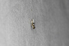 Argyresthia oreasella