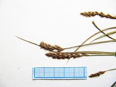 Carex laevissima
