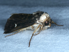 Proteuxoa cinereicollis