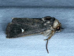 Proteuxoa cinereicollis