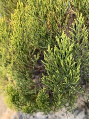 Veronica cupressoides
