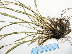 Carex laevissima
