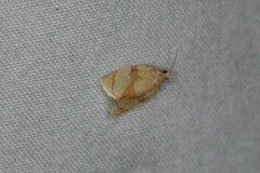 Adoxophyes negundana