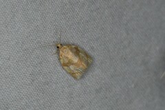 Adoxophyes negundana