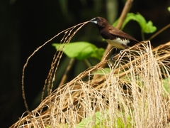 Lonchura leucogastra