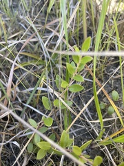 Vaccinium crassifolium
