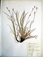 Carex lanceolata