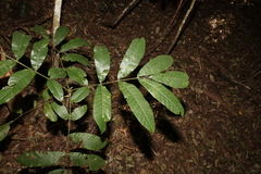 Flindersia schottiana