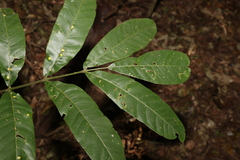 Flindersia schottiana