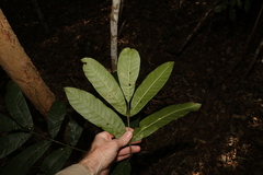 Flindersia schottiana