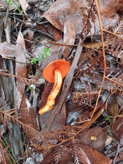 Cortinarius persplendidus