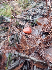 Cortinarius persplendidus
