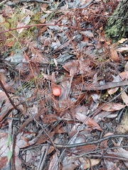 Cortinarius persplendidus