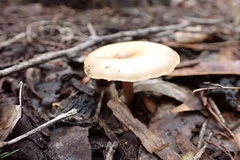Singerocybe