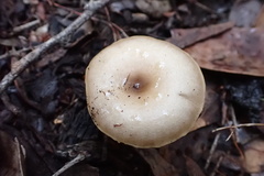 Singerocybe