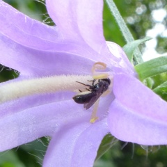 Foveosmia