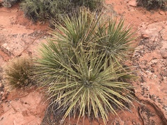 Yucca utahensis