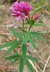 Trifolium lupinaster