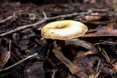 Singerocybe