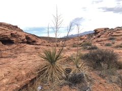 Yucca utahensis