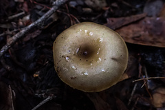 Singerocybe
