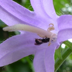 Foveosmia