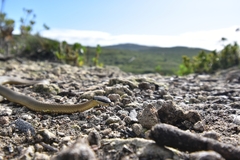 Elapognathus coronatus