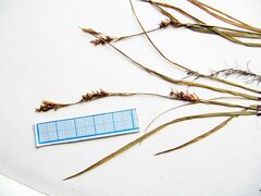 Carex lanceolata