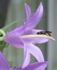 Foveosmia