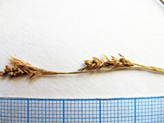 Carex lanceolata